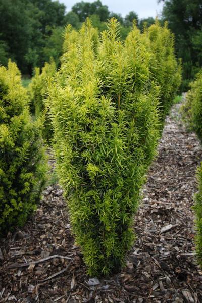 taxus media stefania