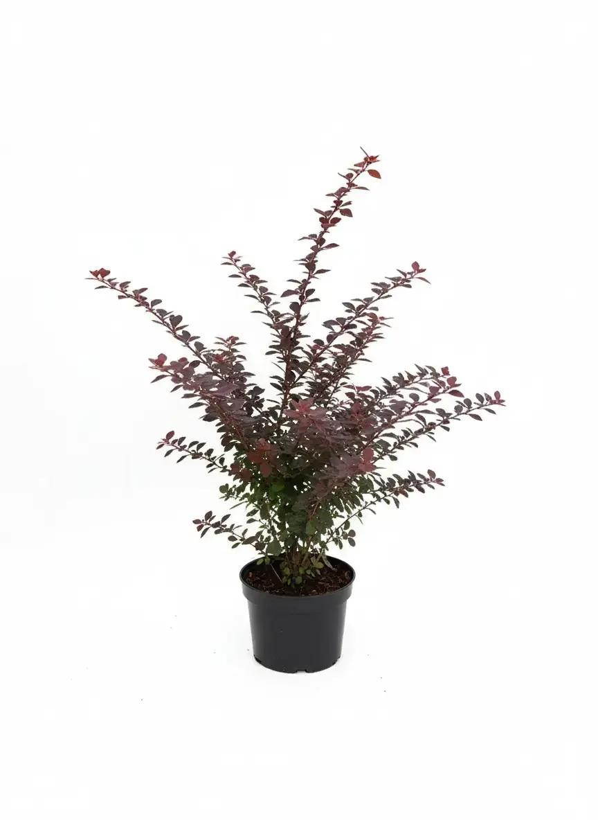 Berberis ottawensis Superba