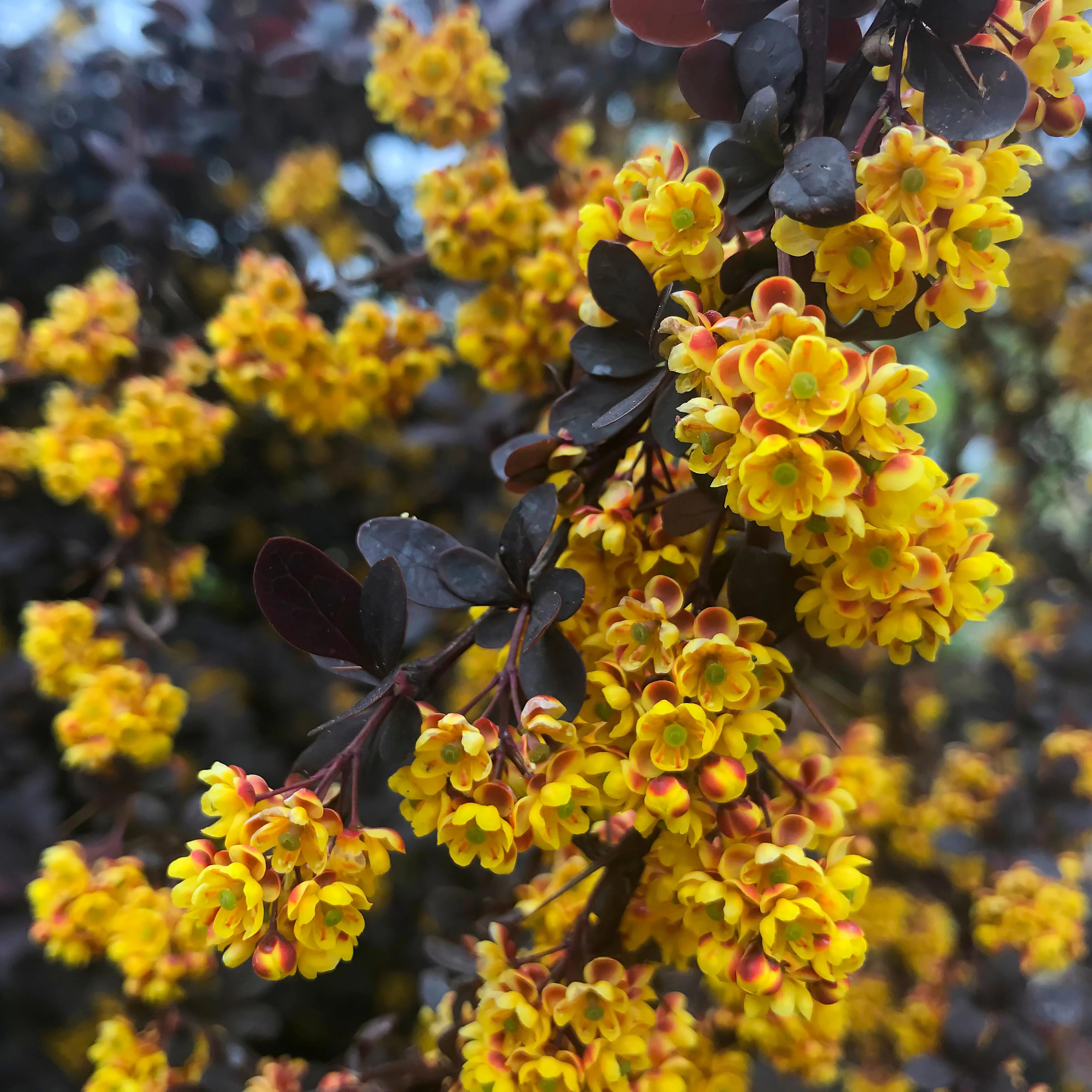 Berberis ottawensis Superba 2