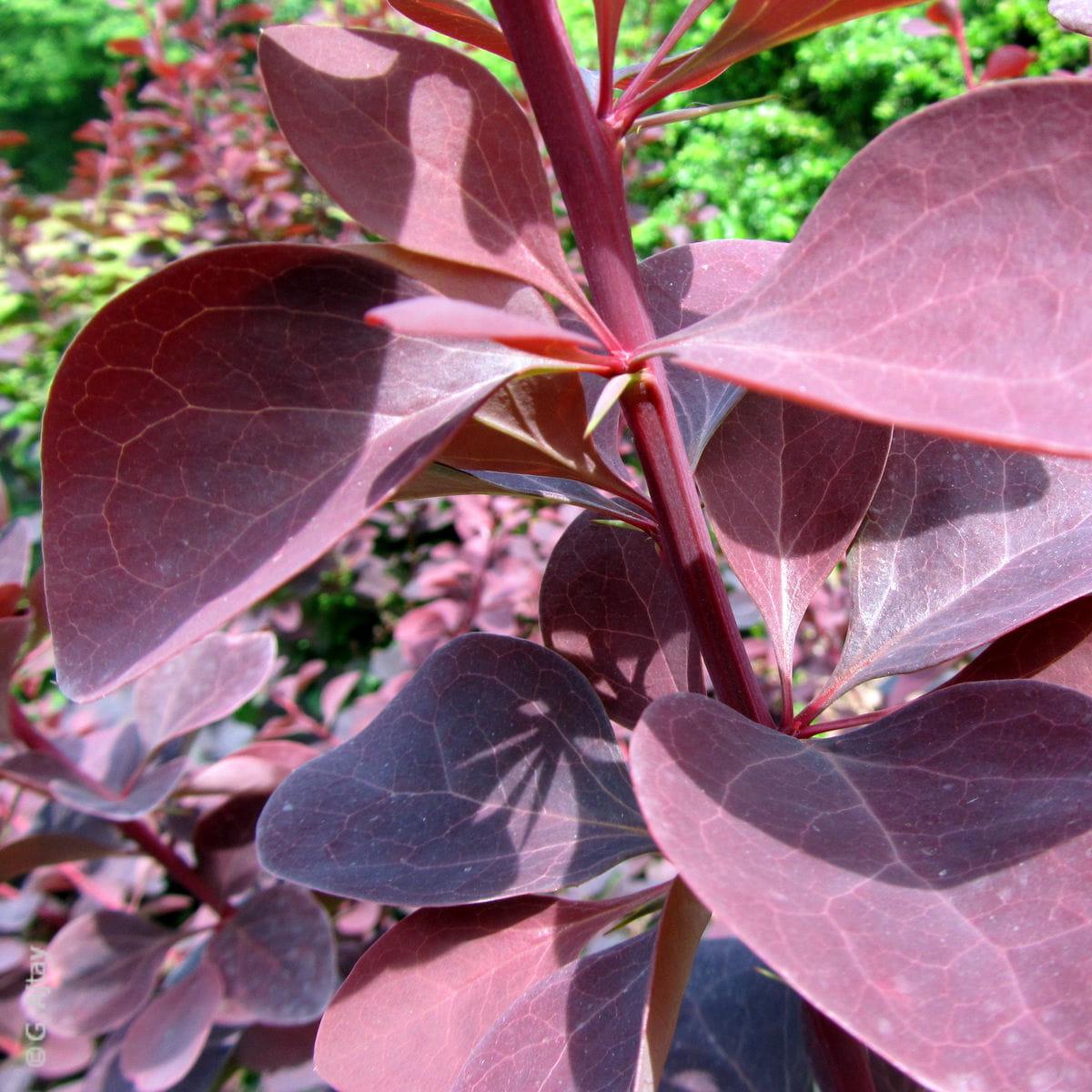 Berberis ottawensis Superba 3