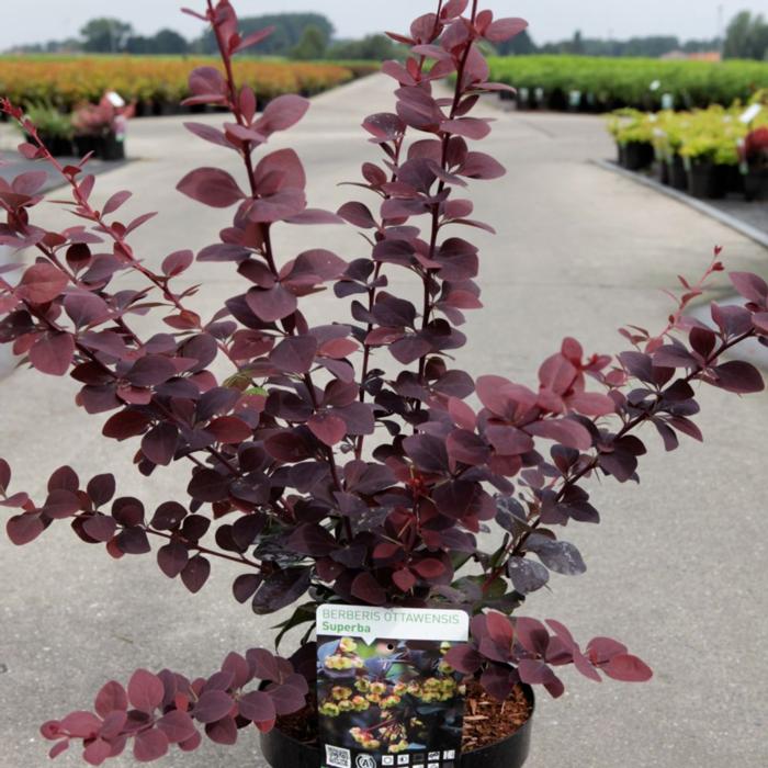 Berberis ottawensis Superba 4
