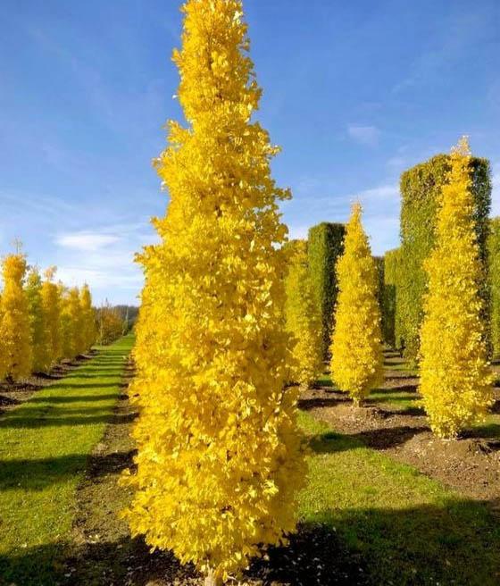 Ginkgo biloba Menhir