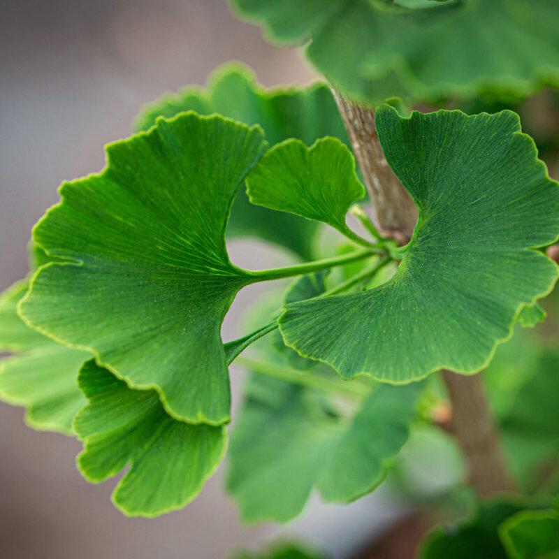 Ginkgo biloba Menhir 2