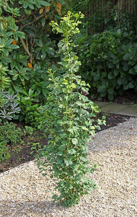 Ginkgo biloba Menhir 4
