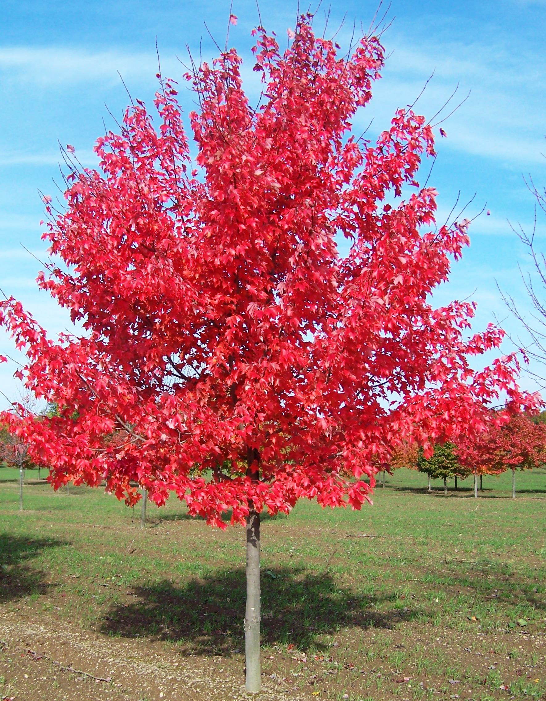 Arbori ornamentali