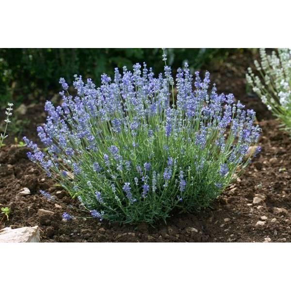 Lavandula Dwarf Blue