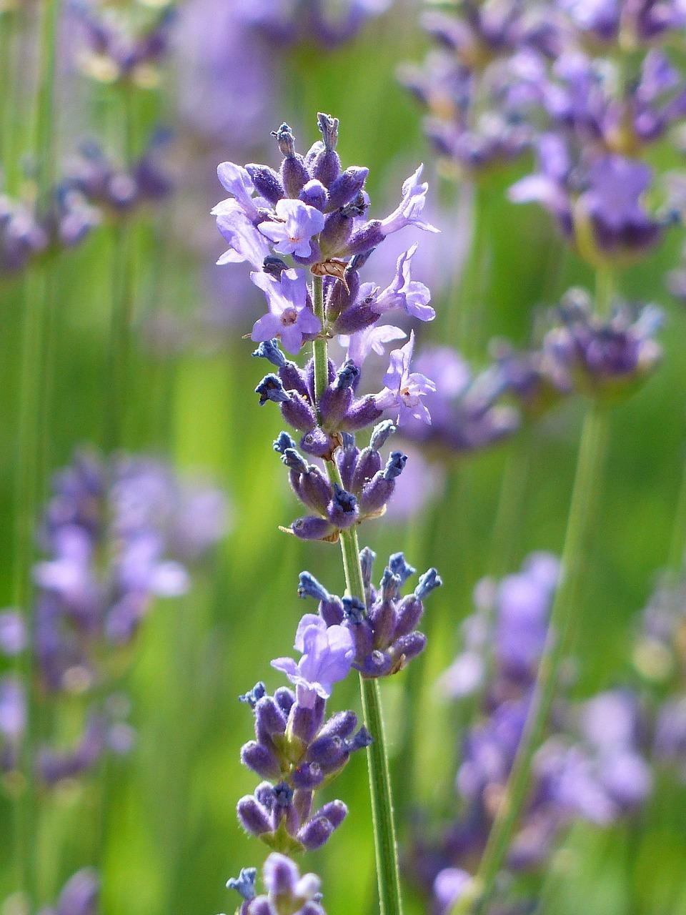 Lavandula Dwarf Blue 3