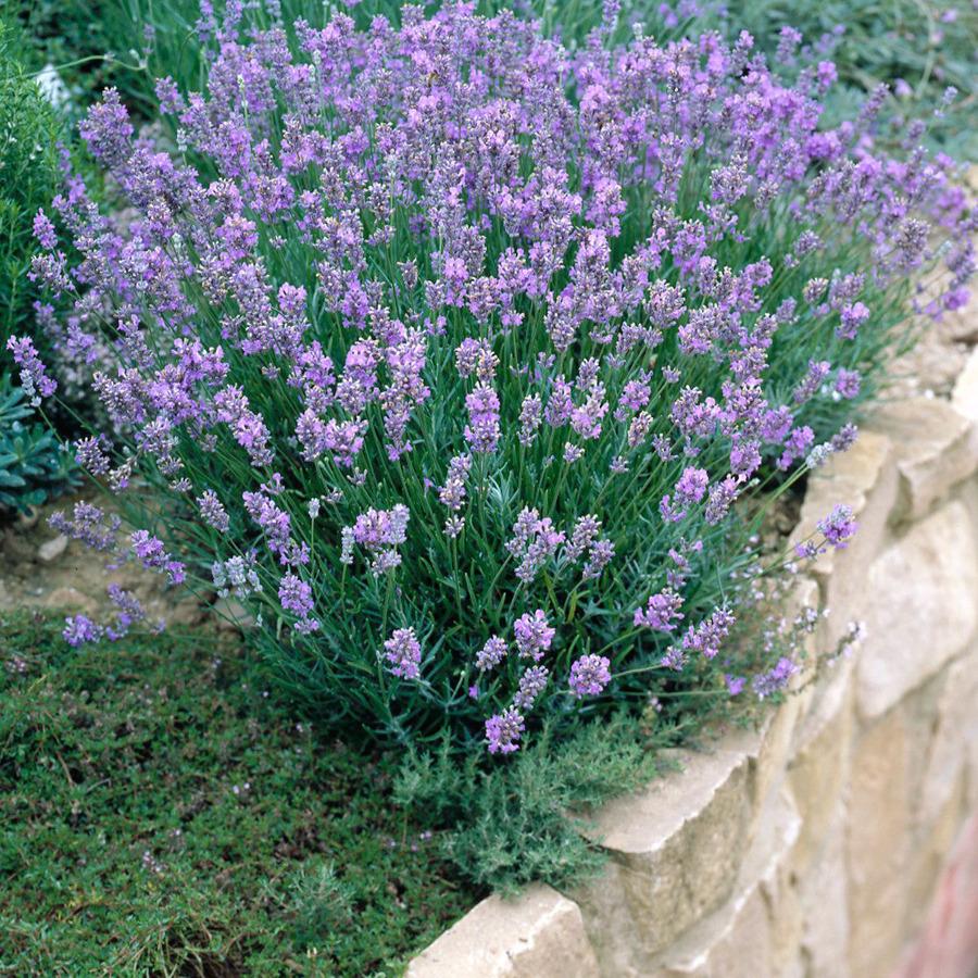Lavandula Dwarf Blue 4