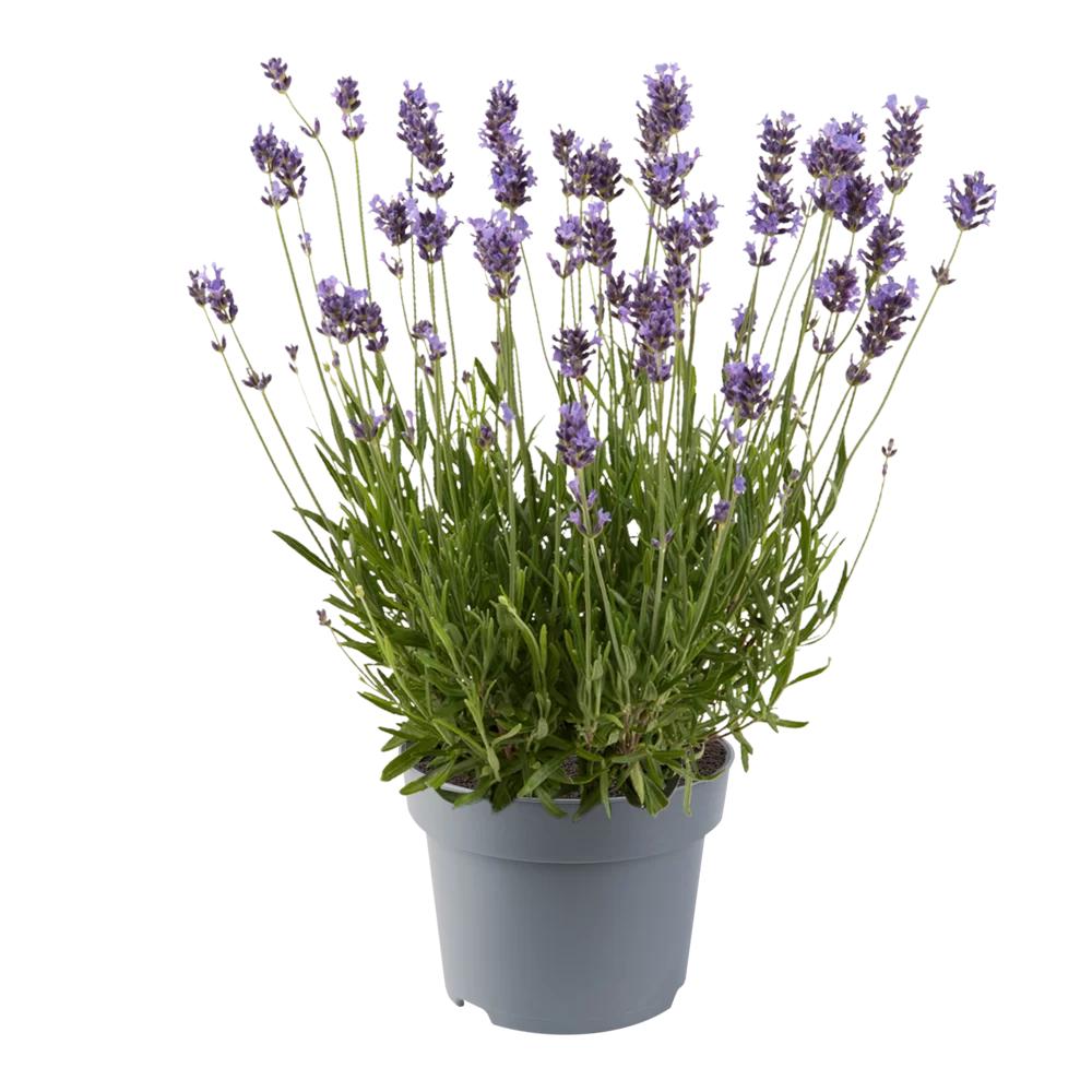 Lavandula Dwarf Blue