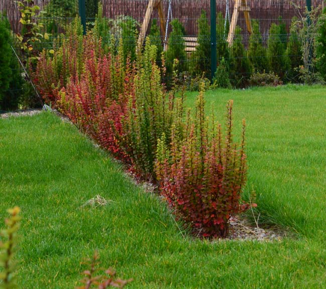 berberis erecta 1