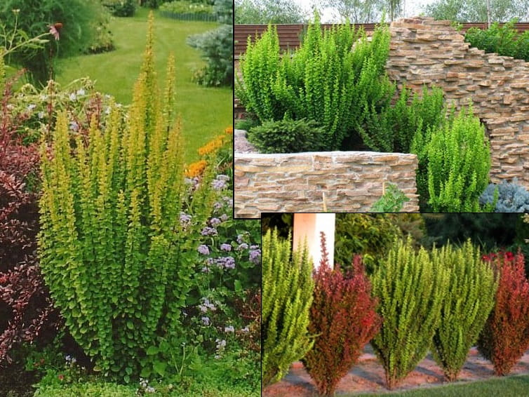 berberis erecta 2