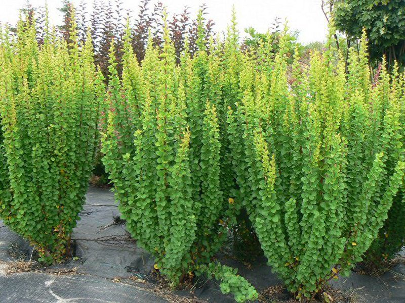 berberis erecta