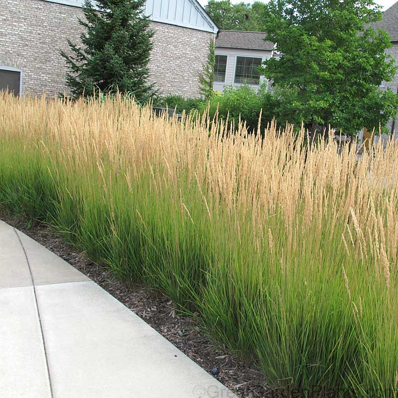 calamagrostis karl foerster 1