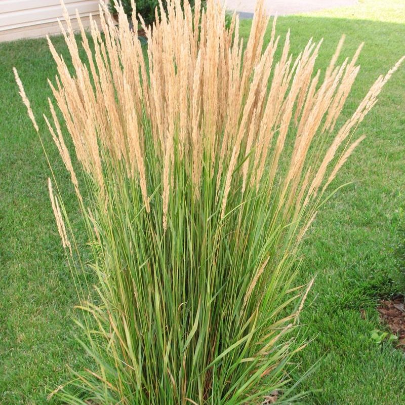 calamagrostis karl foerster 2