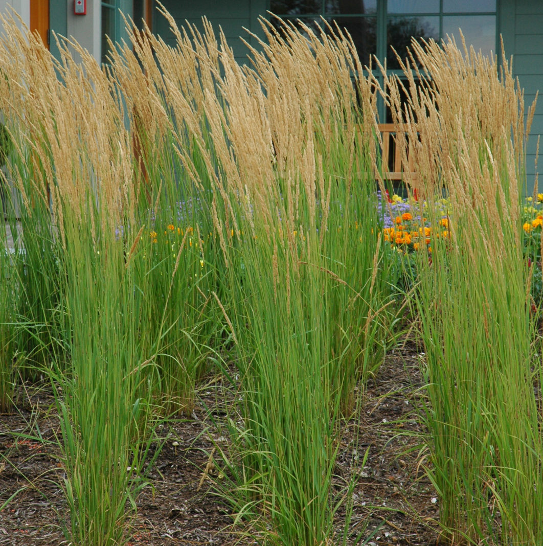 calamagrostis karl foerster