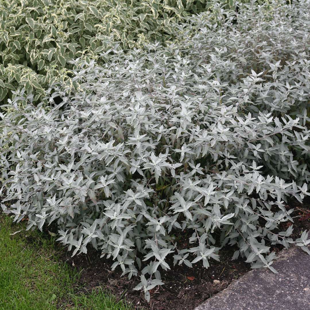 caryopteris sterling silver 1