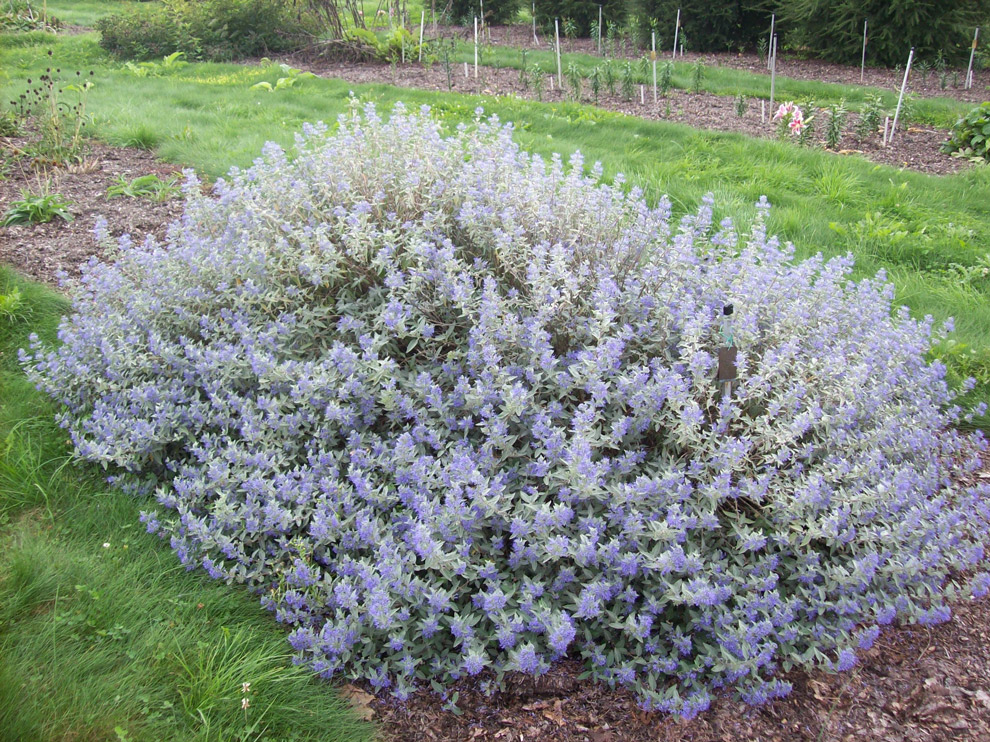 caryopteris sterling silver 2