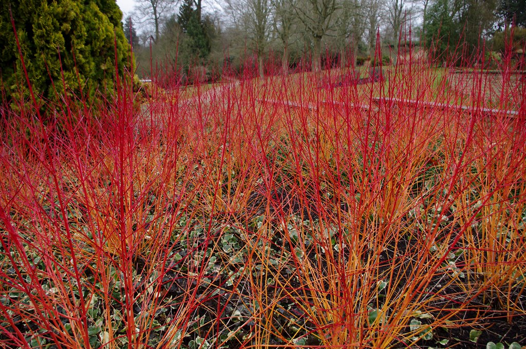 cornus anny's winter orange 1