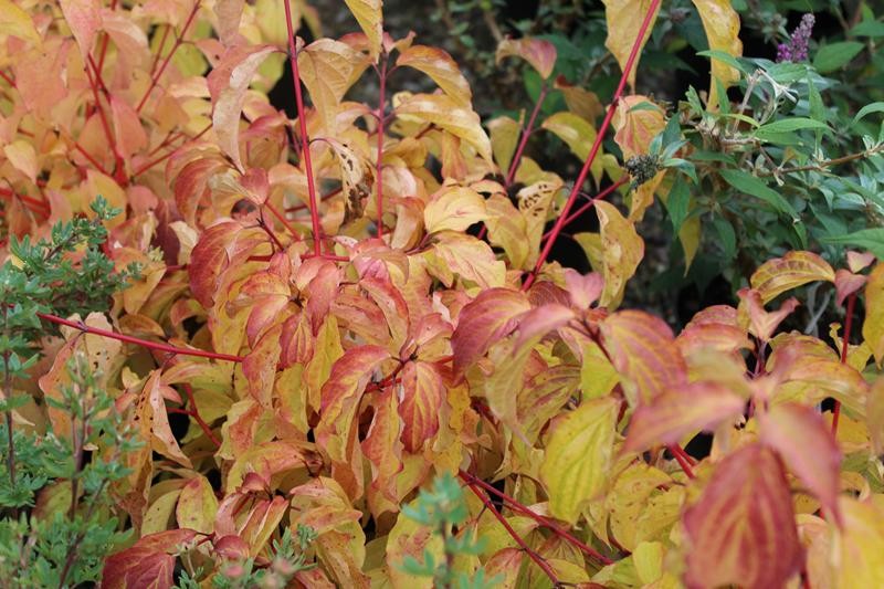 cornus anny's winter orange 2