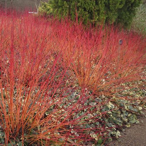cornus anny's winter orange