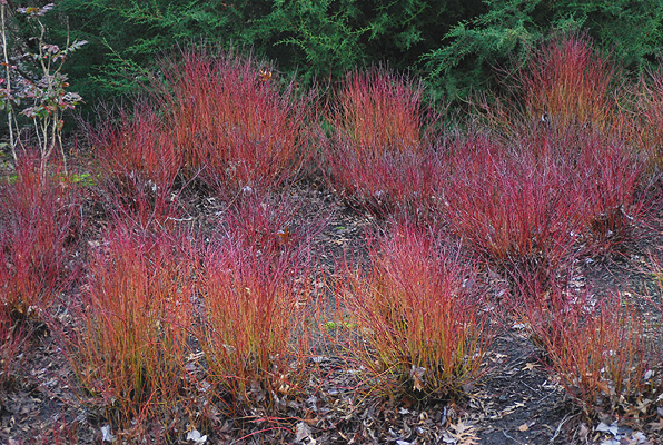 cornus sericea kelsey 1