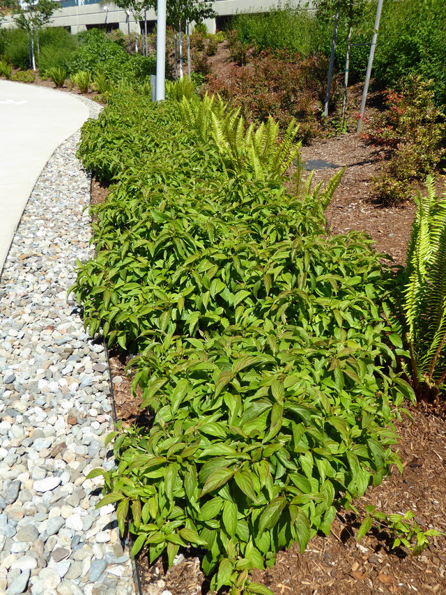 cornus sericea kelsey 2