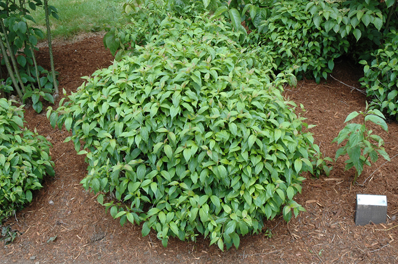 cornus sericea kelsey