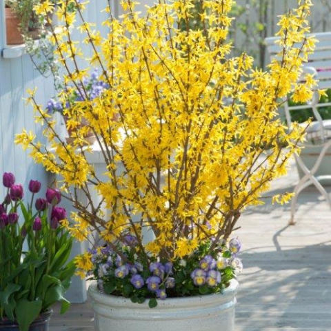 forsythia minigold 1