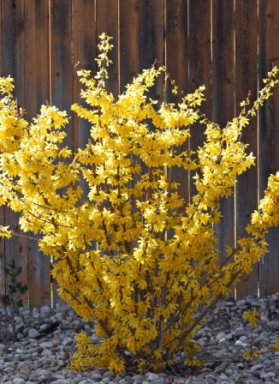 forsythia minigold 2