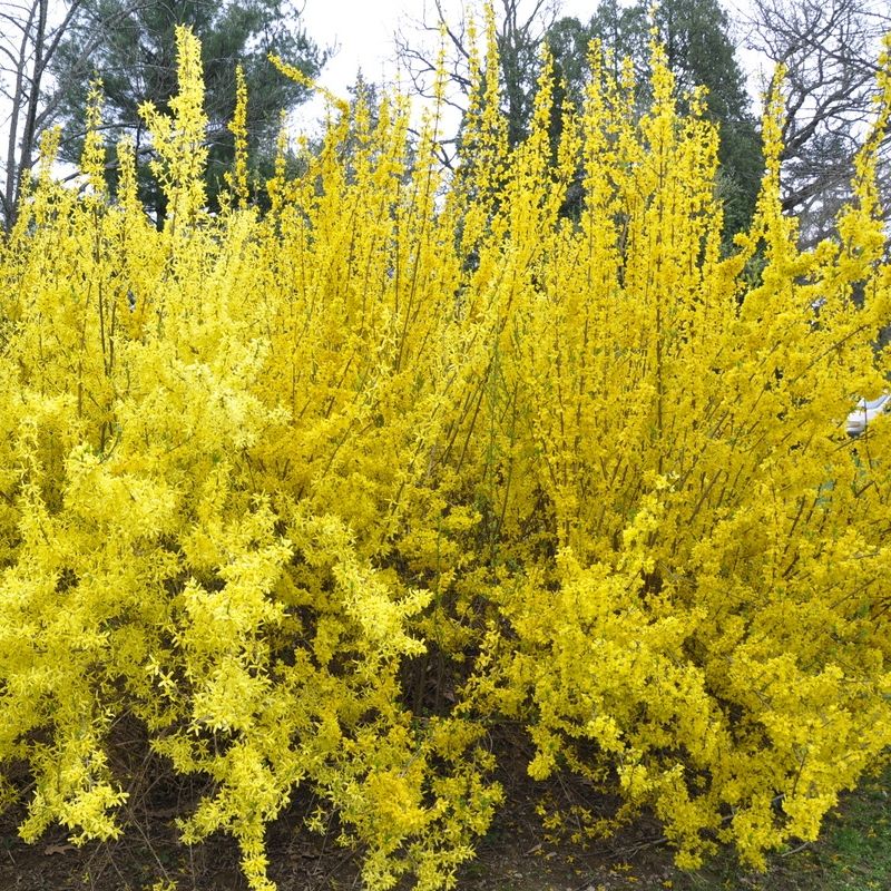 forsythia minigold