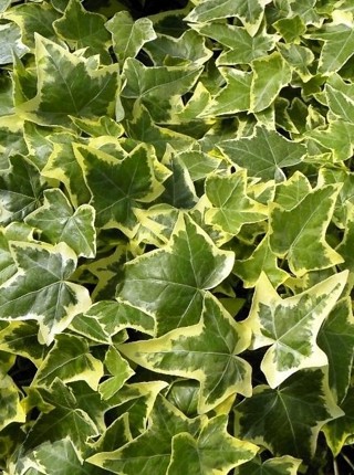 hedera helix goldchild 1