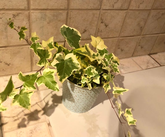 hedera helix goldchild 2