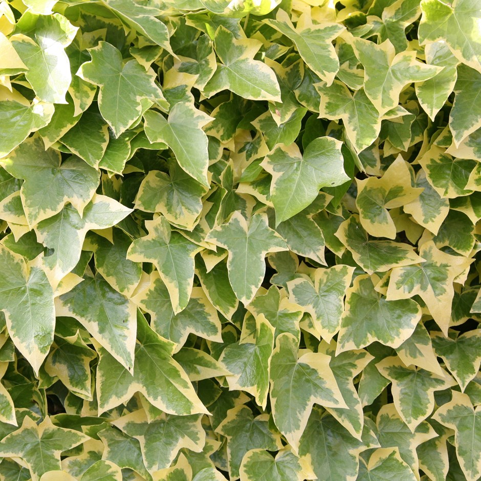hedera helix goldchild