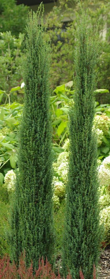 juniperus arnold 1