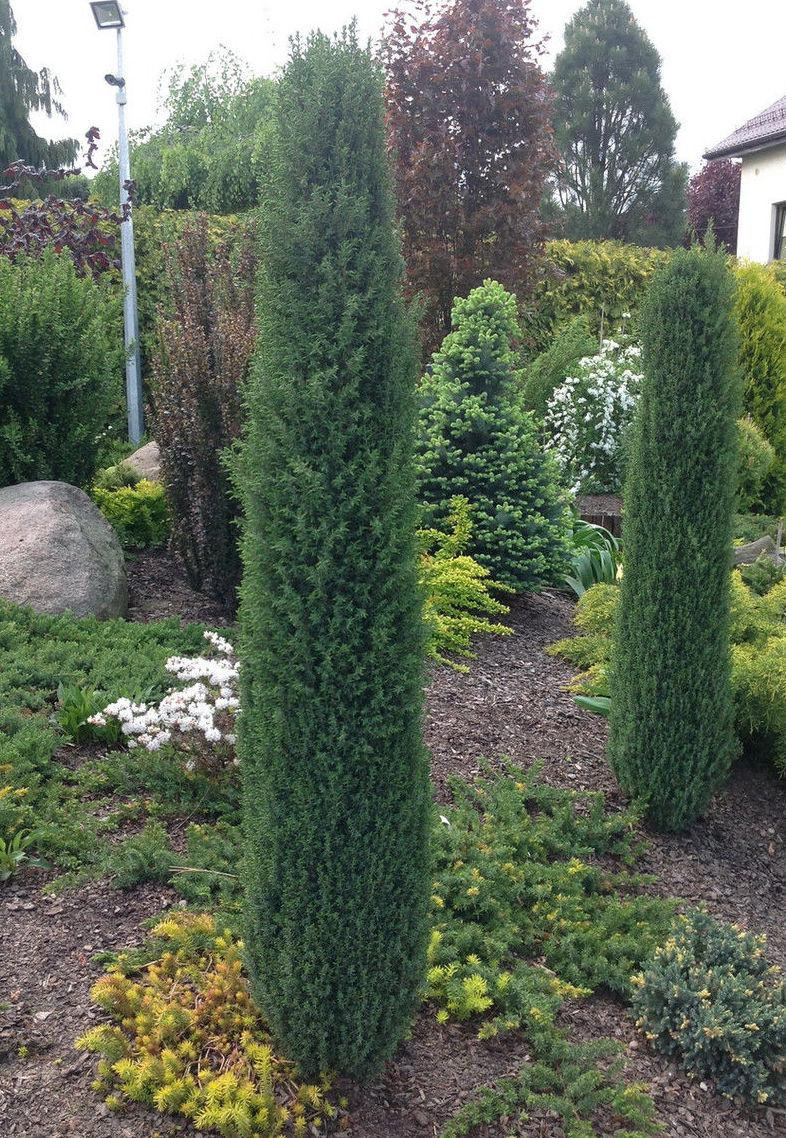 juniperus arnold 2