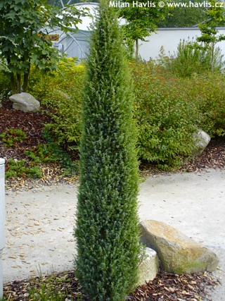 juniperus arnold