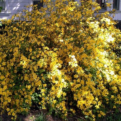 kerria golden guinea 1