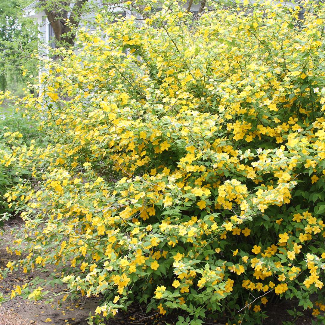 kerria golden guinea 2