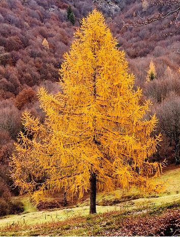 larix decidua 1