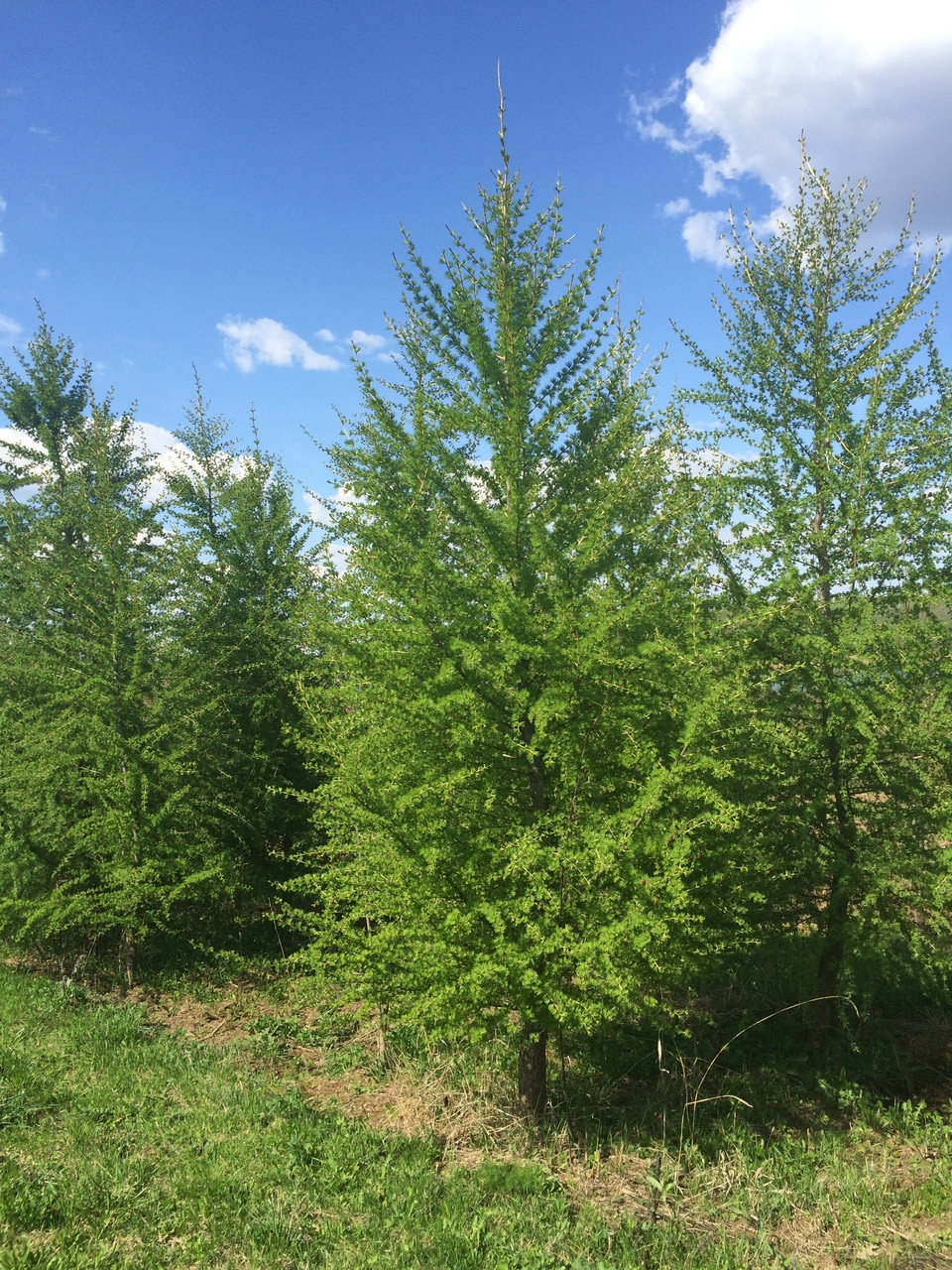 larix decidua 2