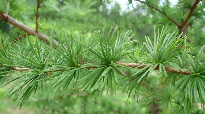 larix decidua