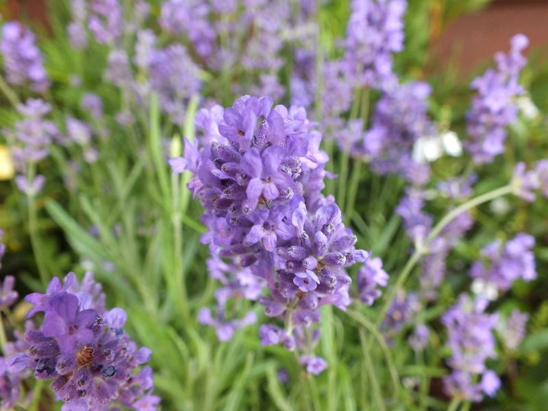 lavandula dwarf blue
