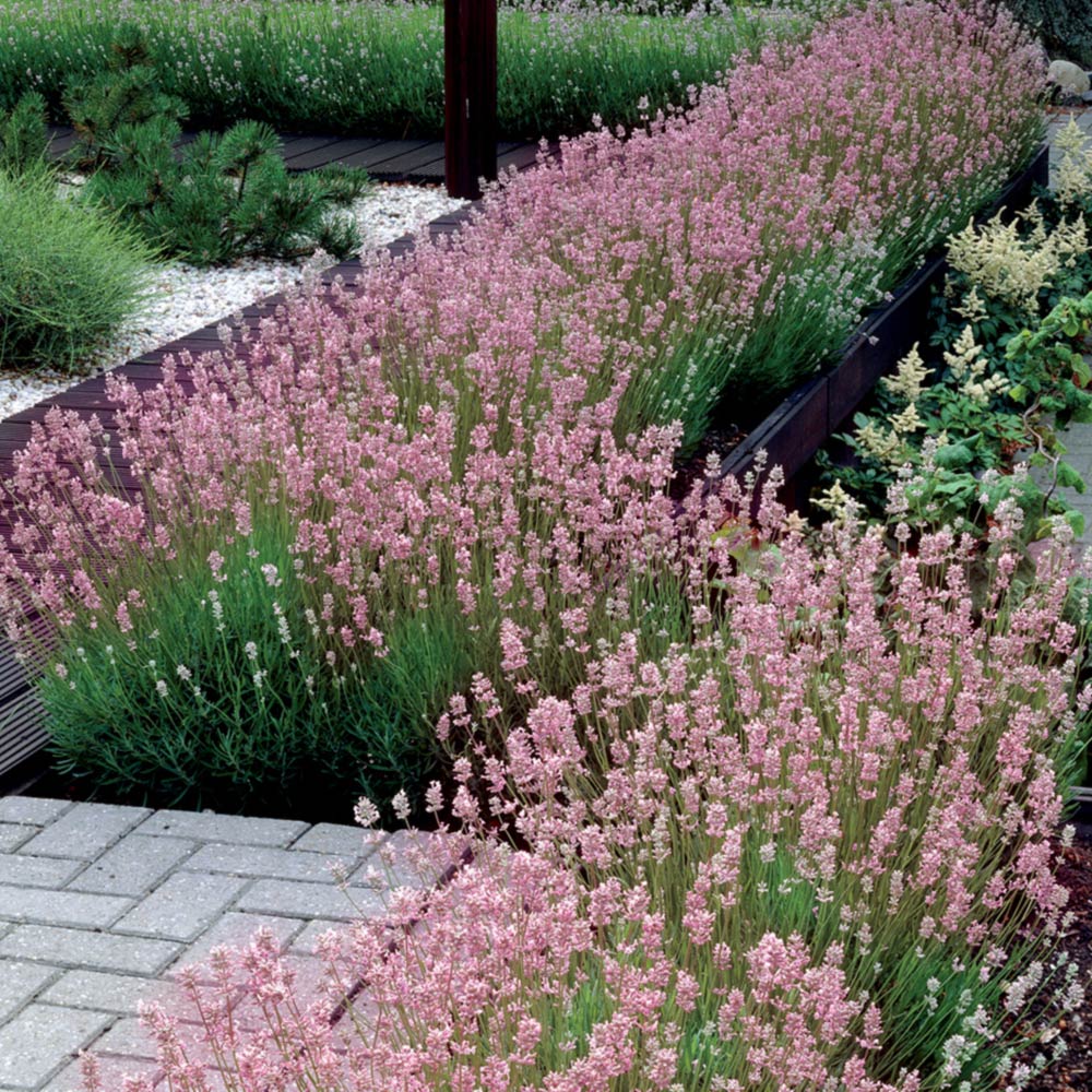 lavandula rosea 1