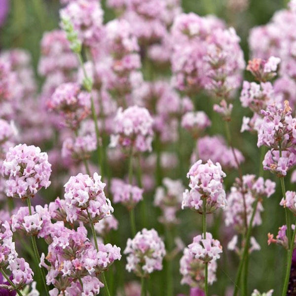 lavandula rosea 2