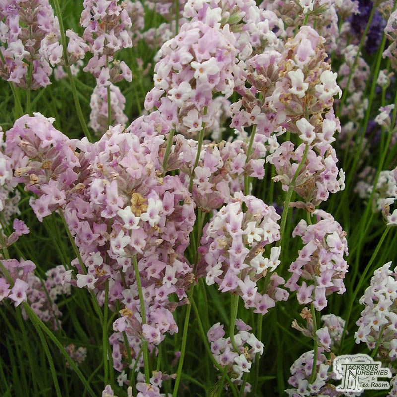 lavandula rosea