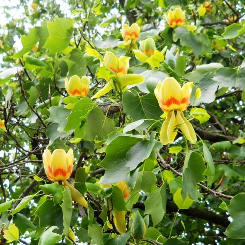 liriodendron tulipifera 1