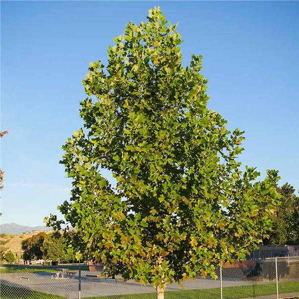 liriodendron tulipifera 2