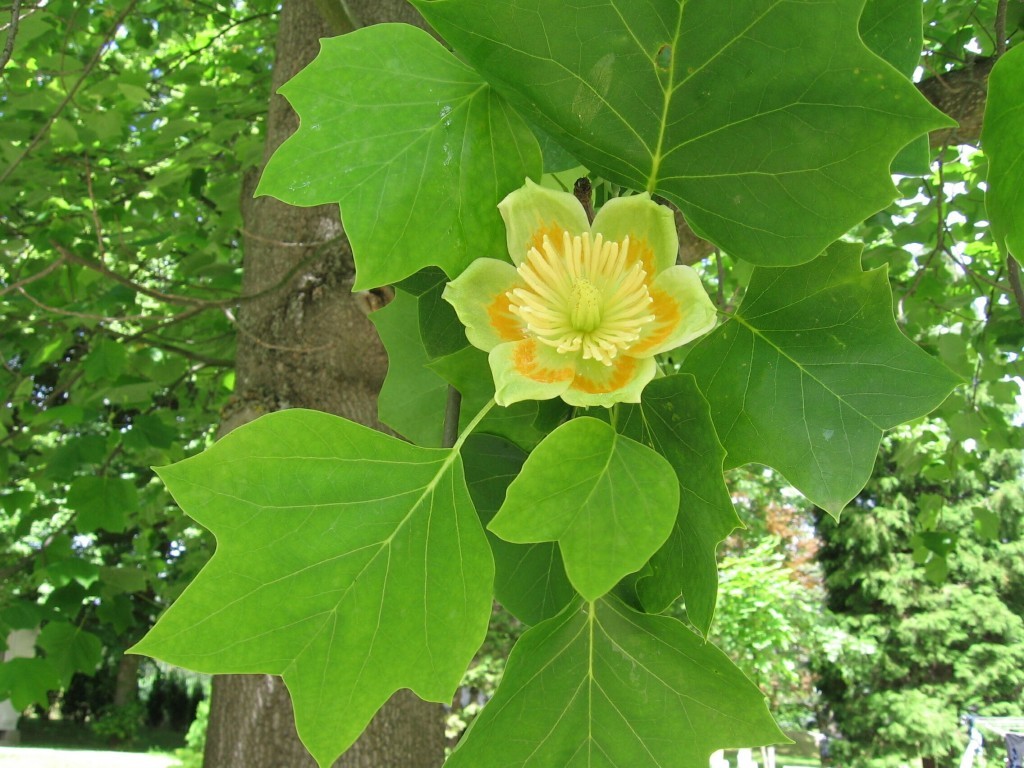 liriodendron tulipifera