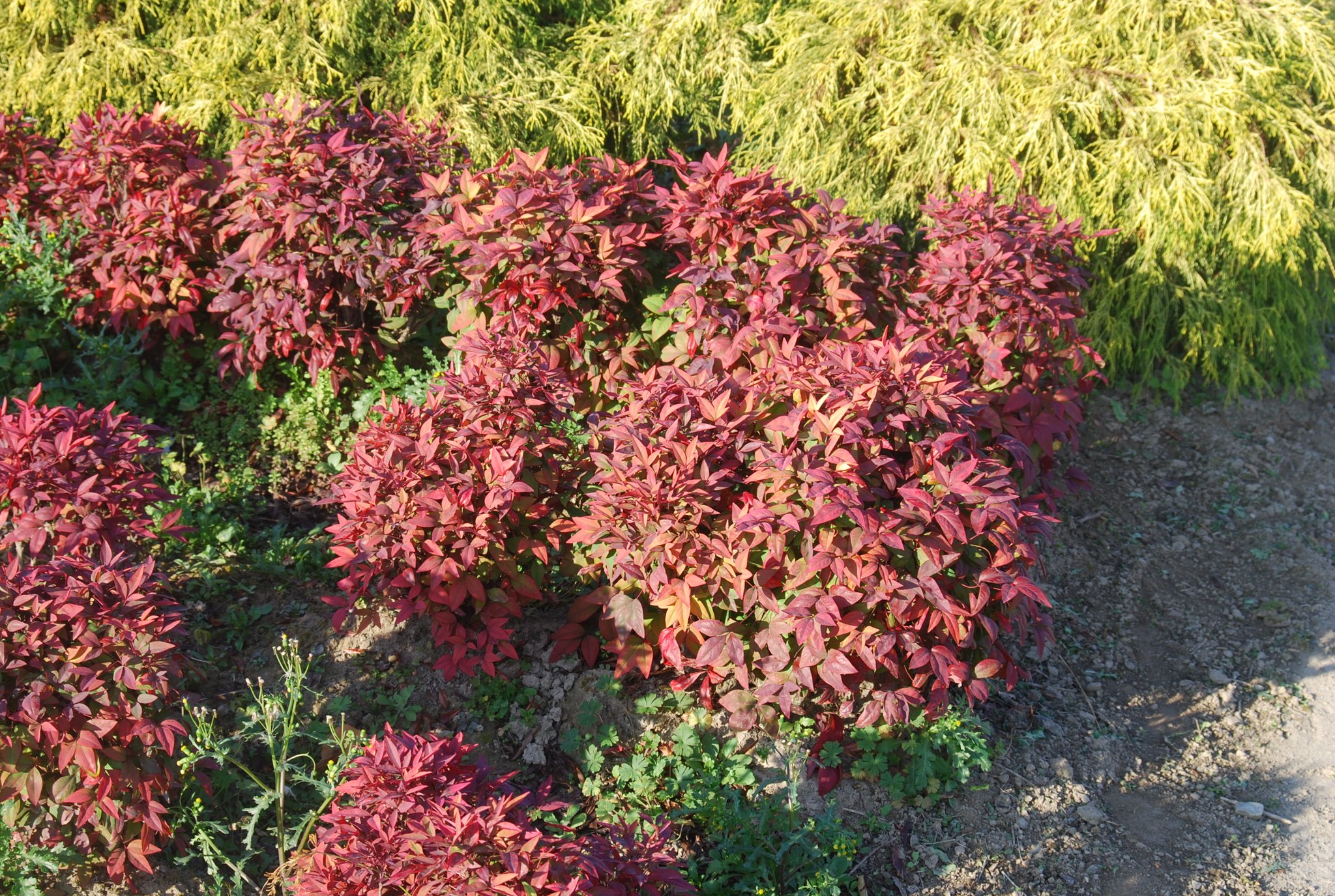 nandina domestica fire power 1