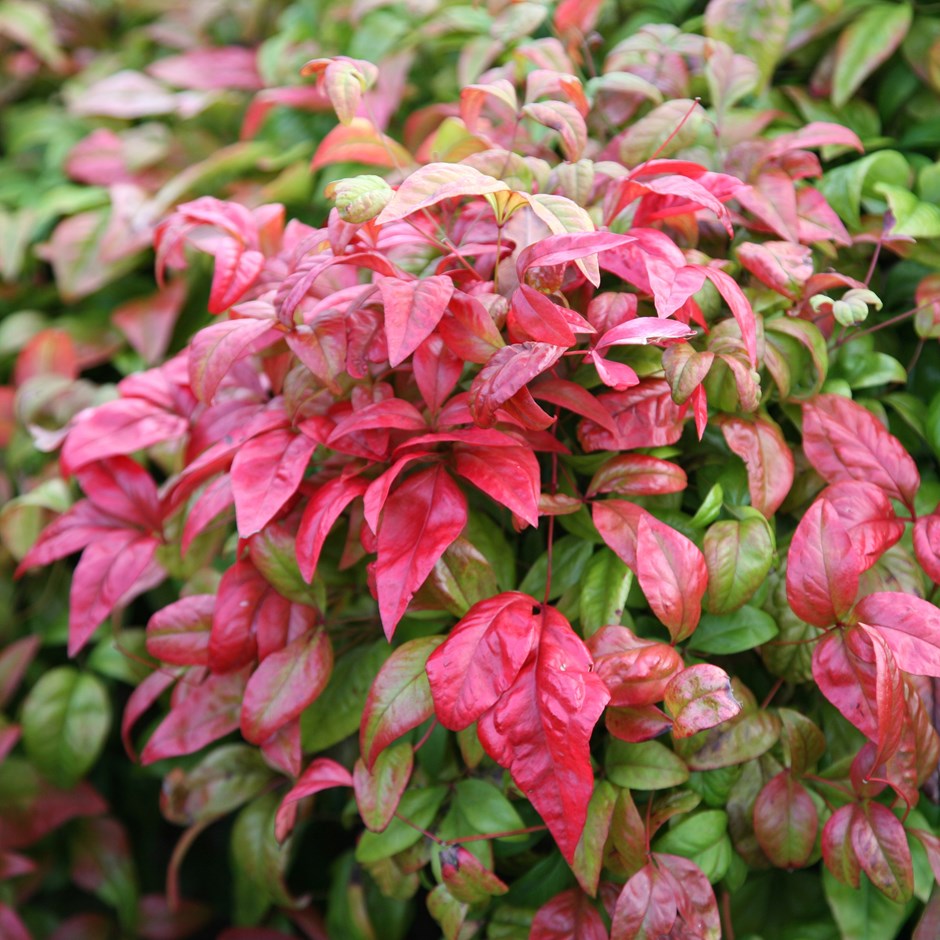 nandina domestica fire power 2